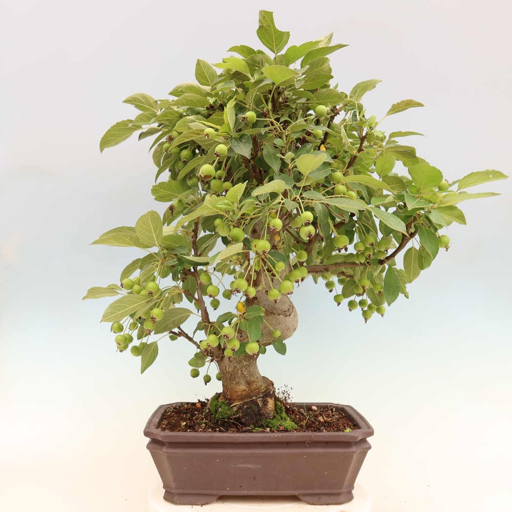 Outdoor bonsai - Malus halliana - Jabłoń drobnoowocowa