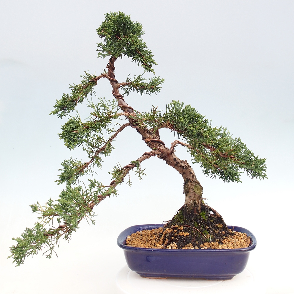 Outdoor bonsai - Juniperus chinensis Kishu