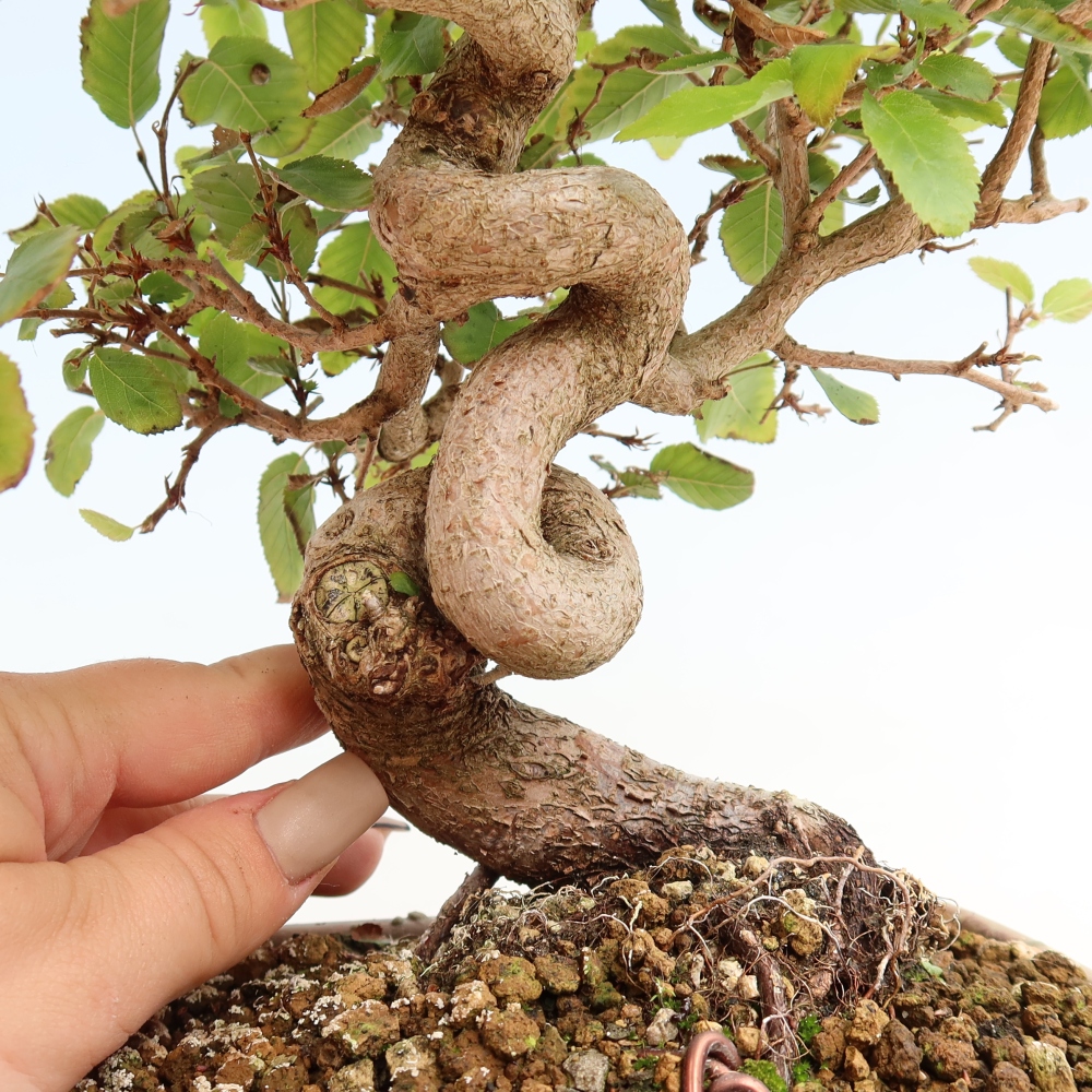 Outdoor bonsai - Carpinus CARPINOIDES - grab koreański