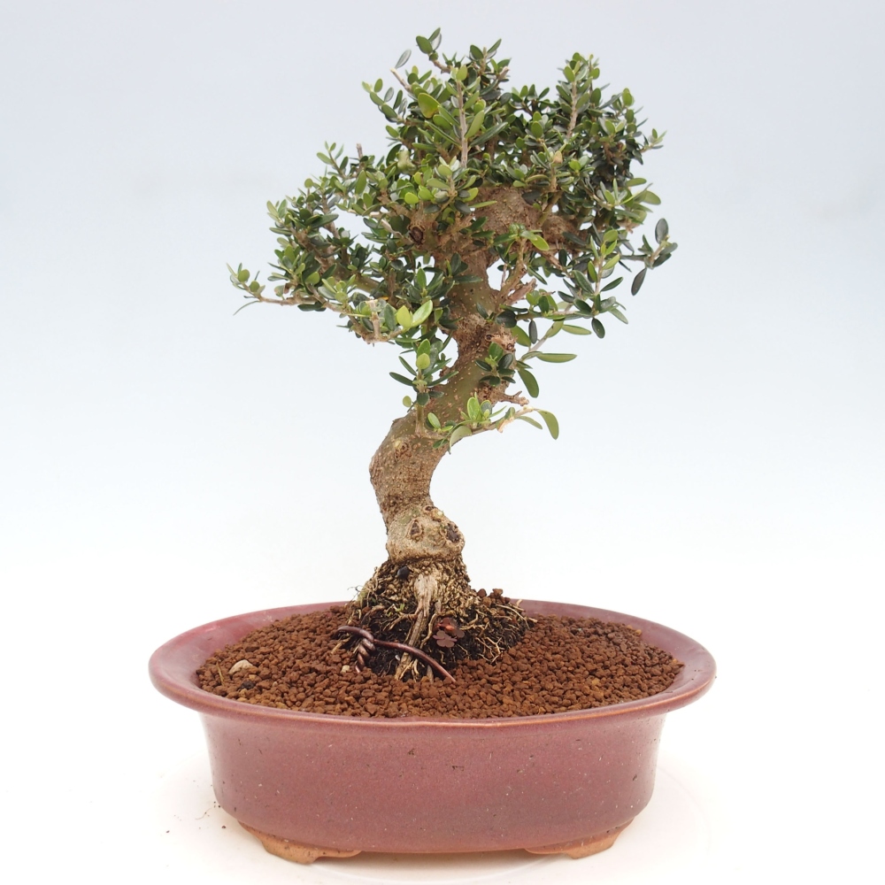 Kryte bonsai - Olea europaea sylvestris - Europejska oliwa z małych liści