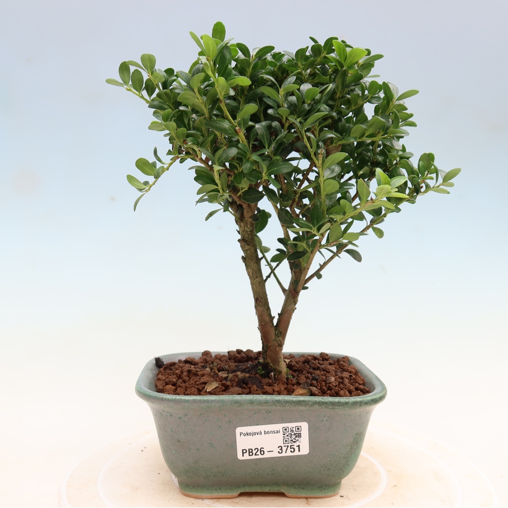 Pokój bonsai - Ilex crenata - Ostrokrzew