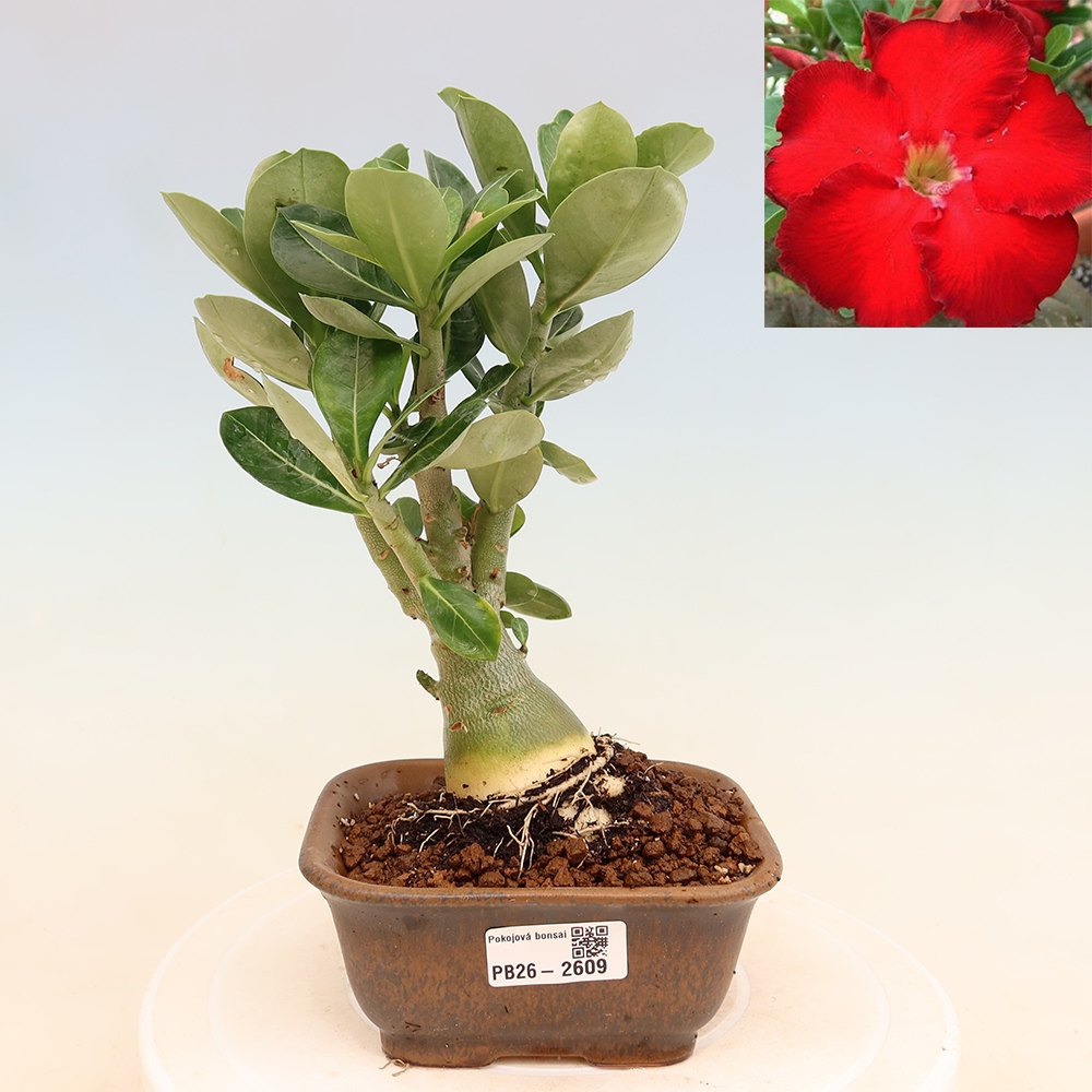 Bonsai pokojowe – Adenium obesum Red Star – Róża pustynna