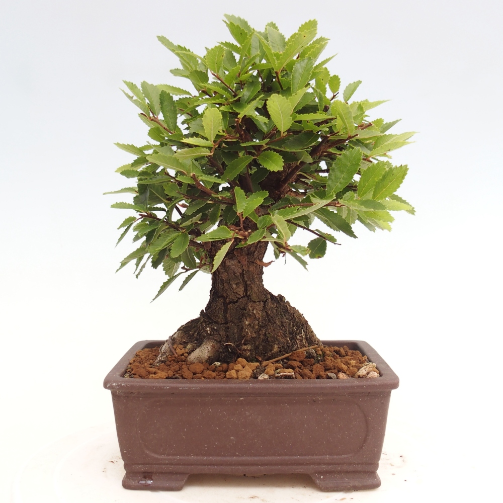 Outdoor bonsai - Zelkova - Zelkova NIRE