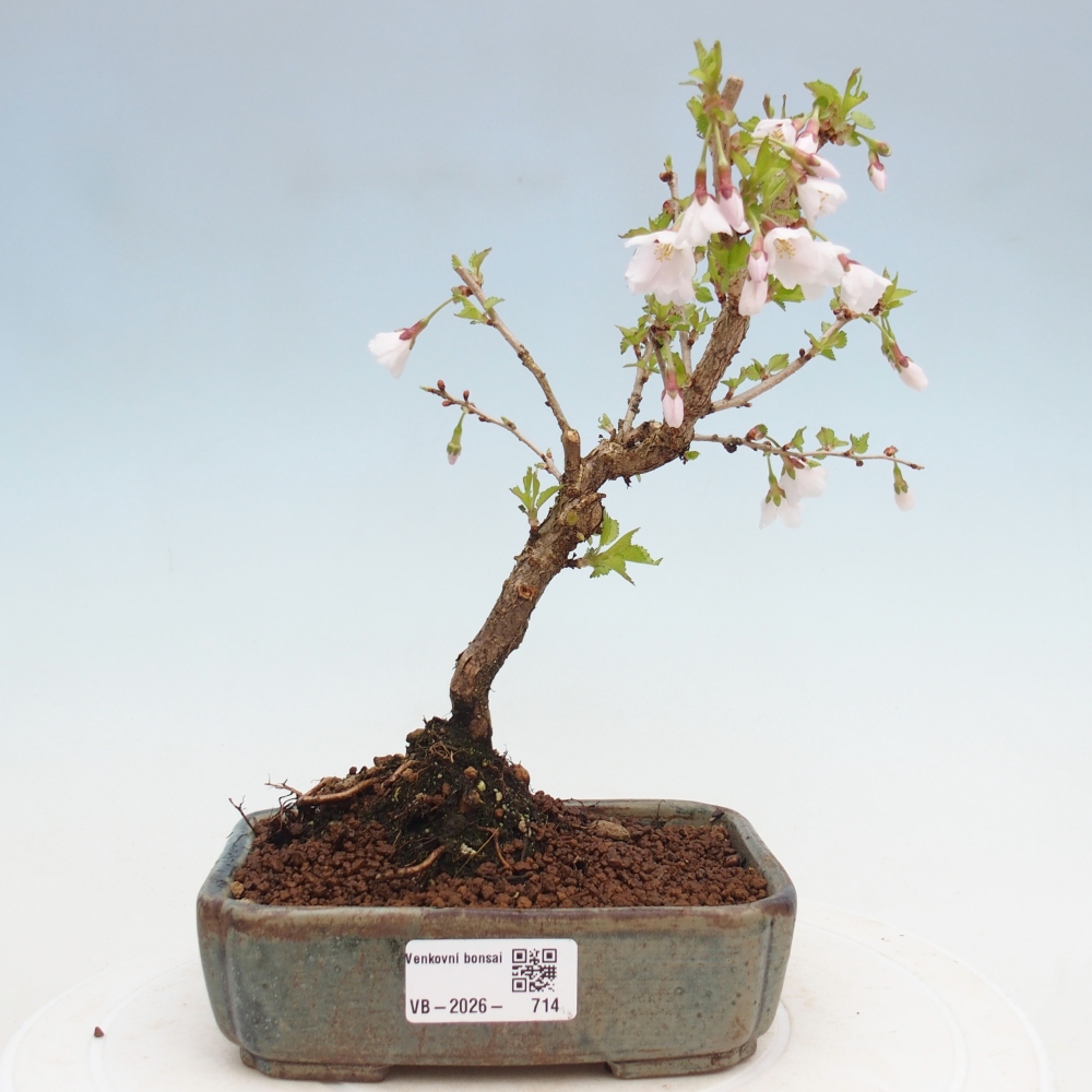 Outdoor bonsai - Prunus incisa Kojou-no mai-Plivon wycięty