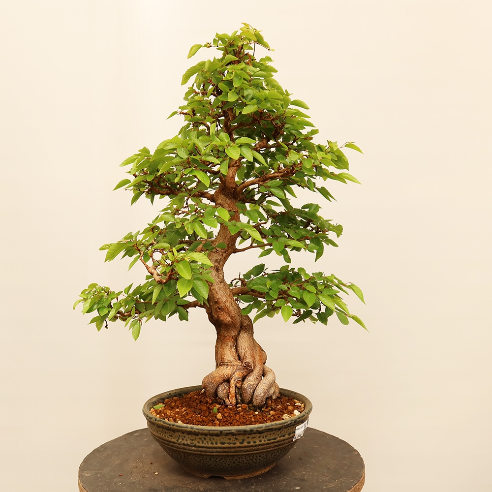 Bonsai plenerowe - Carpinus Coreana - grab koreański