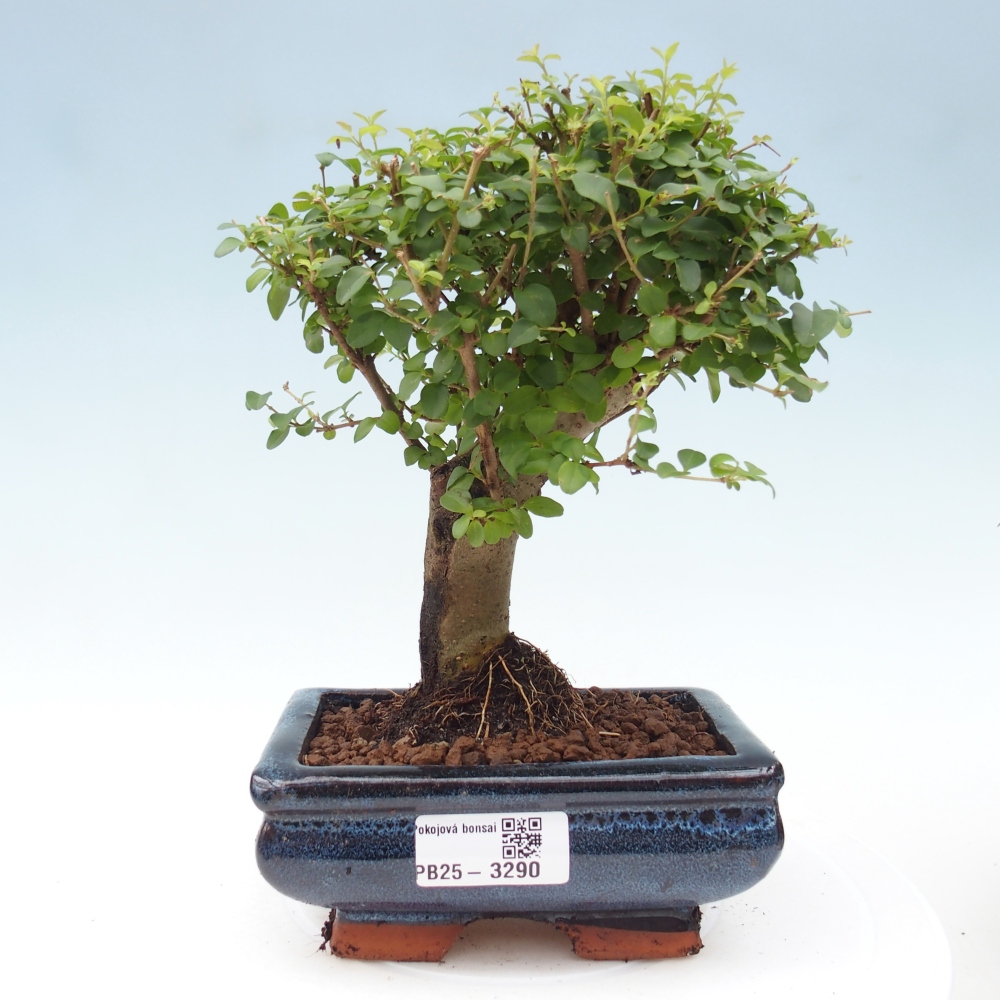 Pokój bonsai - Ligustrum chinensis - Dziób ptaka