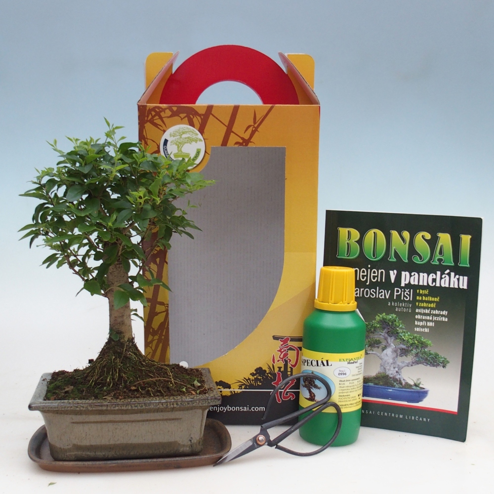 Bonsai pokojowe w pudełku upominkowym Ligustrum chinensis - Ptasi Dziób