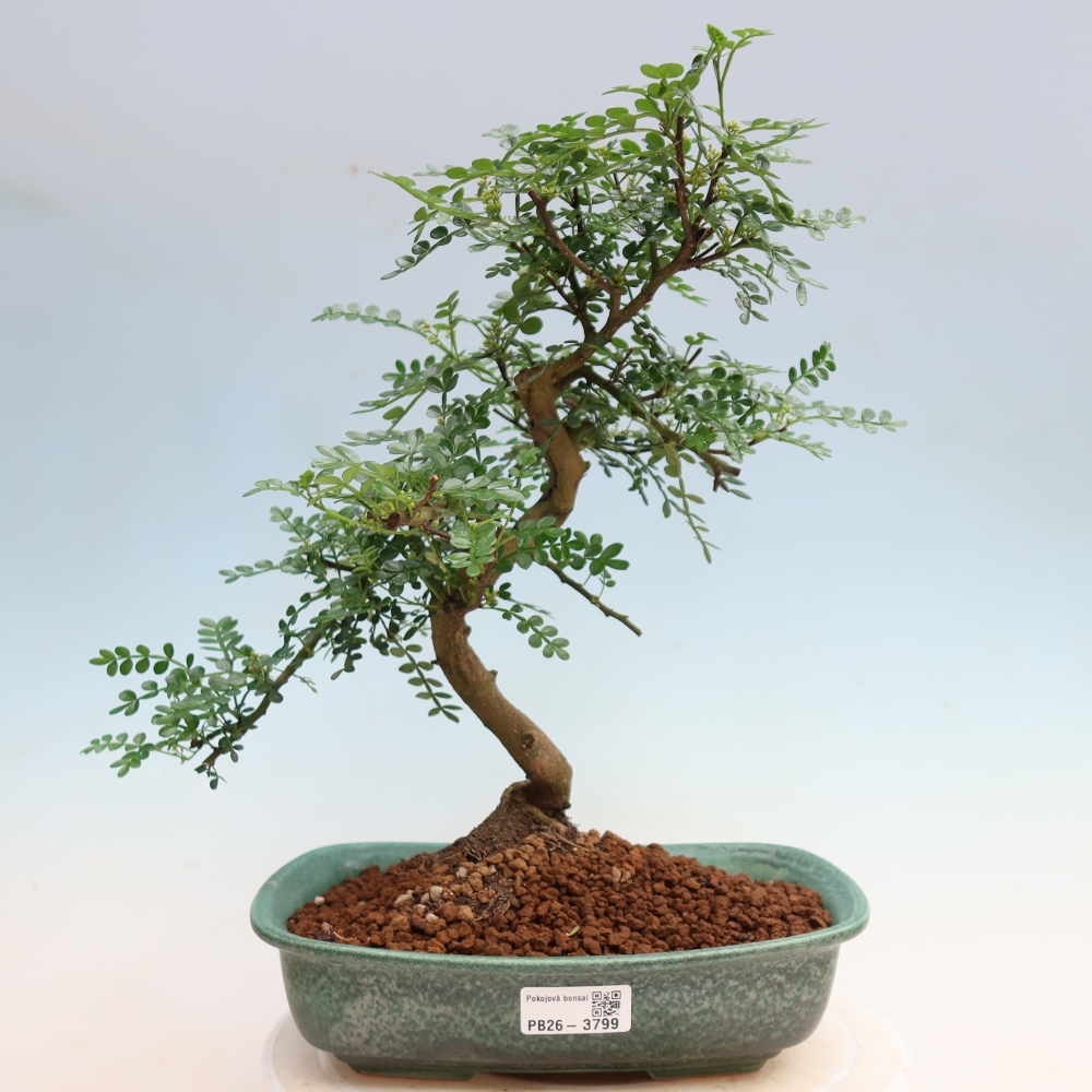 Pokój bonsai - Zantoxylum piperitum - drzewo pieprzowe