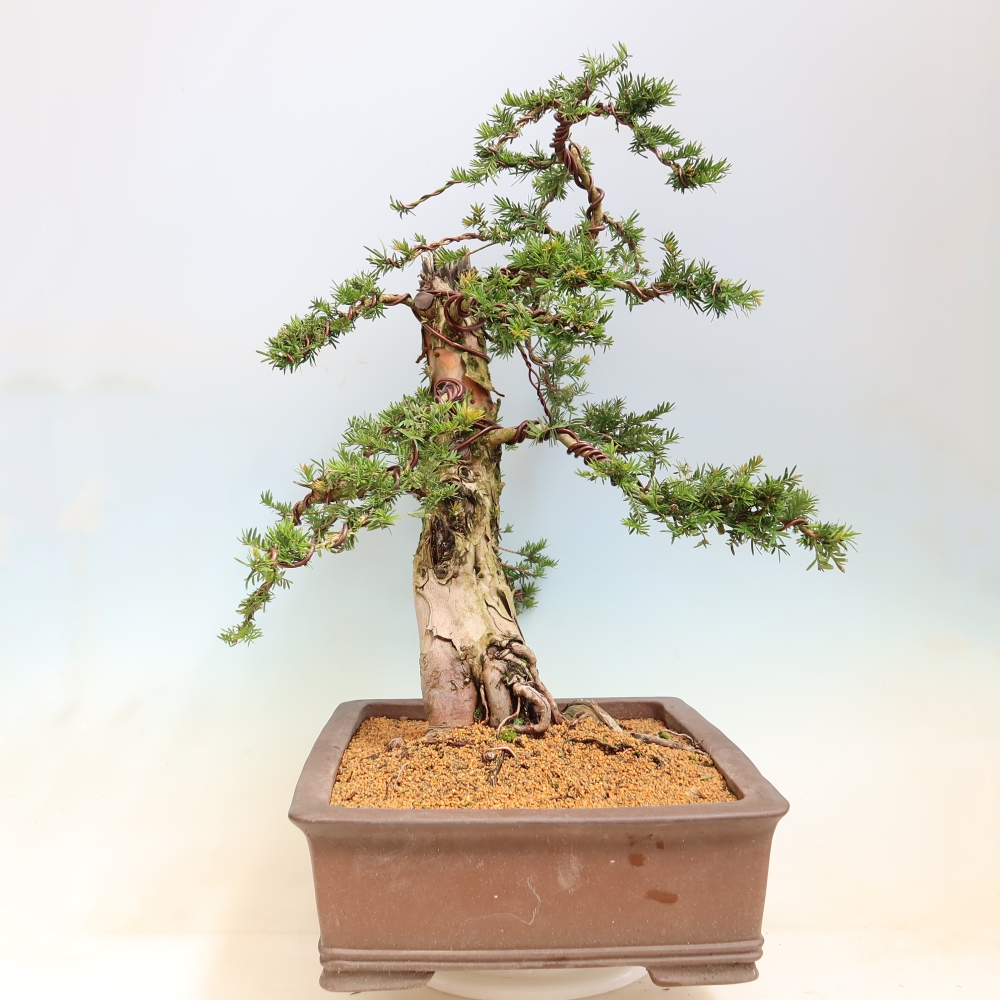 Bonsai ogrodowe – Taxus baccata – cis czerwony