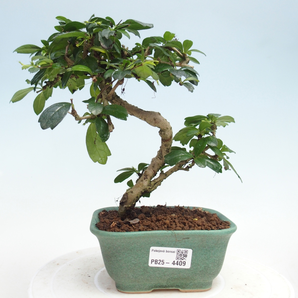 Bonsai pokojowe - Carmona macrophylla - Tea fuki