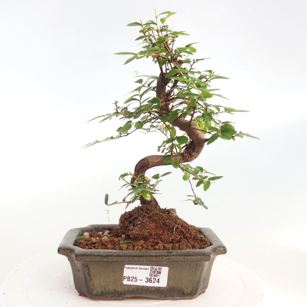 Pokój bonsai - Ulmus parvifolia - Wiąz drobnolistny