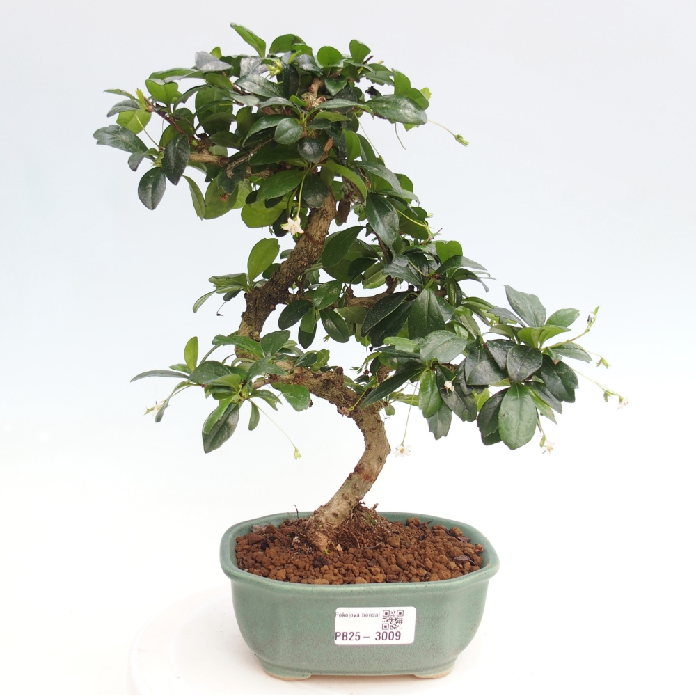 Bonsai wewnętrzne - Carmona makrophylla - Herbata Fuki