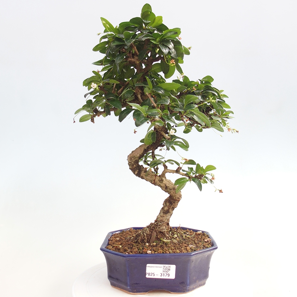 Pokój bonsai - Carmona macrophylla - Tea fuki