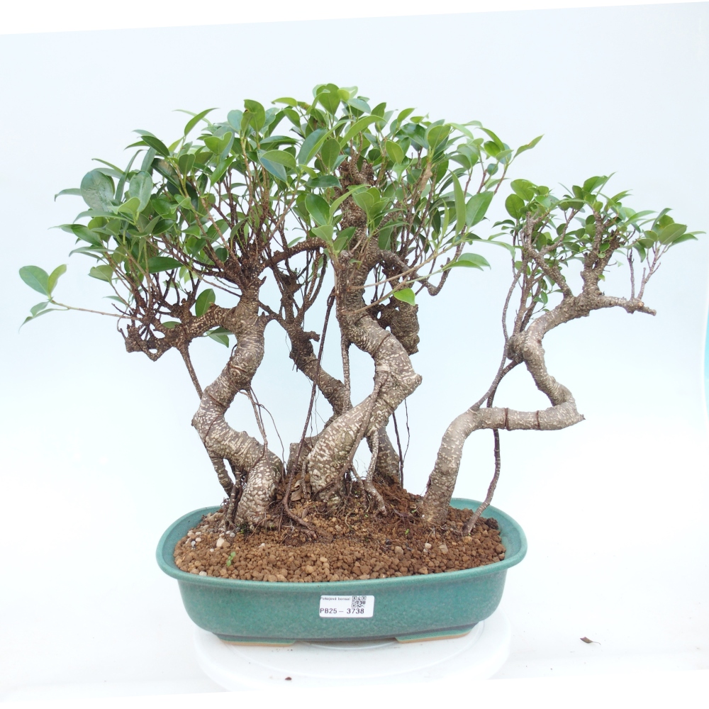 Pokój bonsai - Ficus kimmen - figowiec drobnolistny