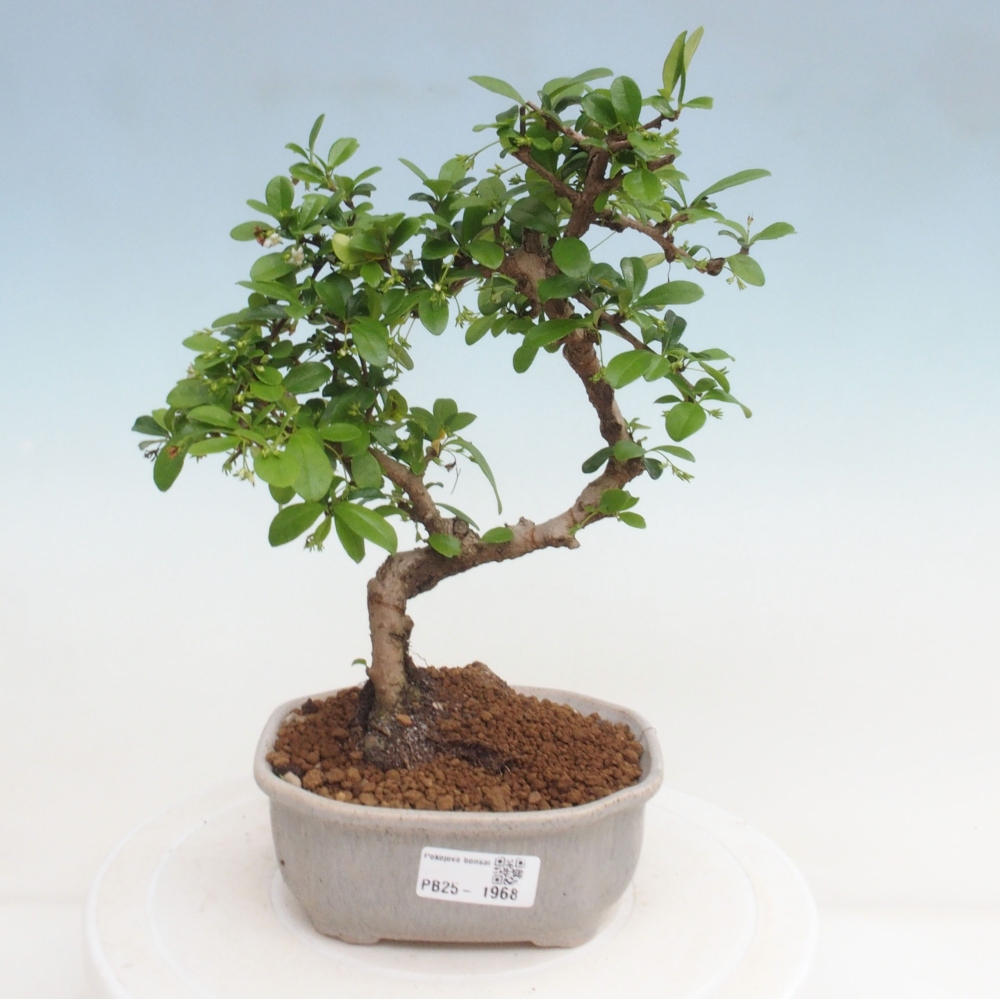 Bonsai wewnętrzne - Carmona makrophylla - Herbata Fuki