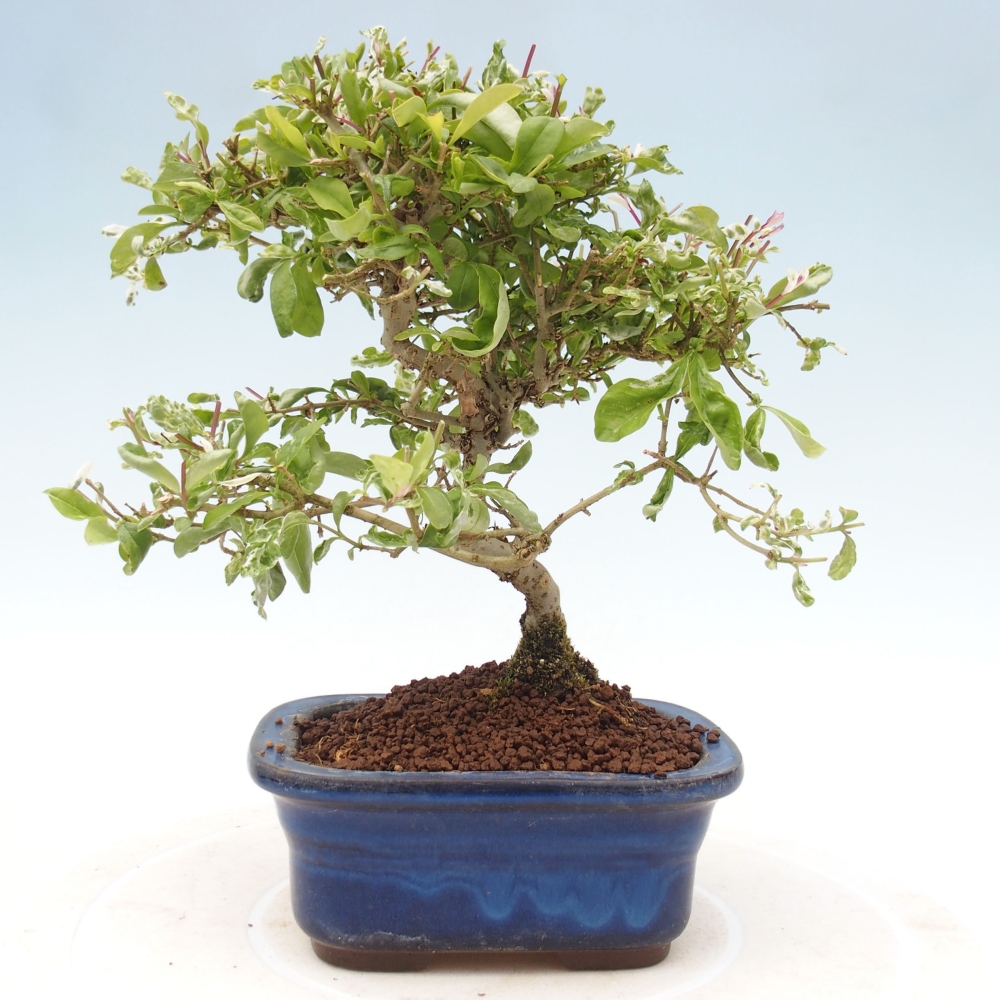 Outdoor bonsai - Ligustrum obtusifolium - Dziób ptasi o matowych liściach