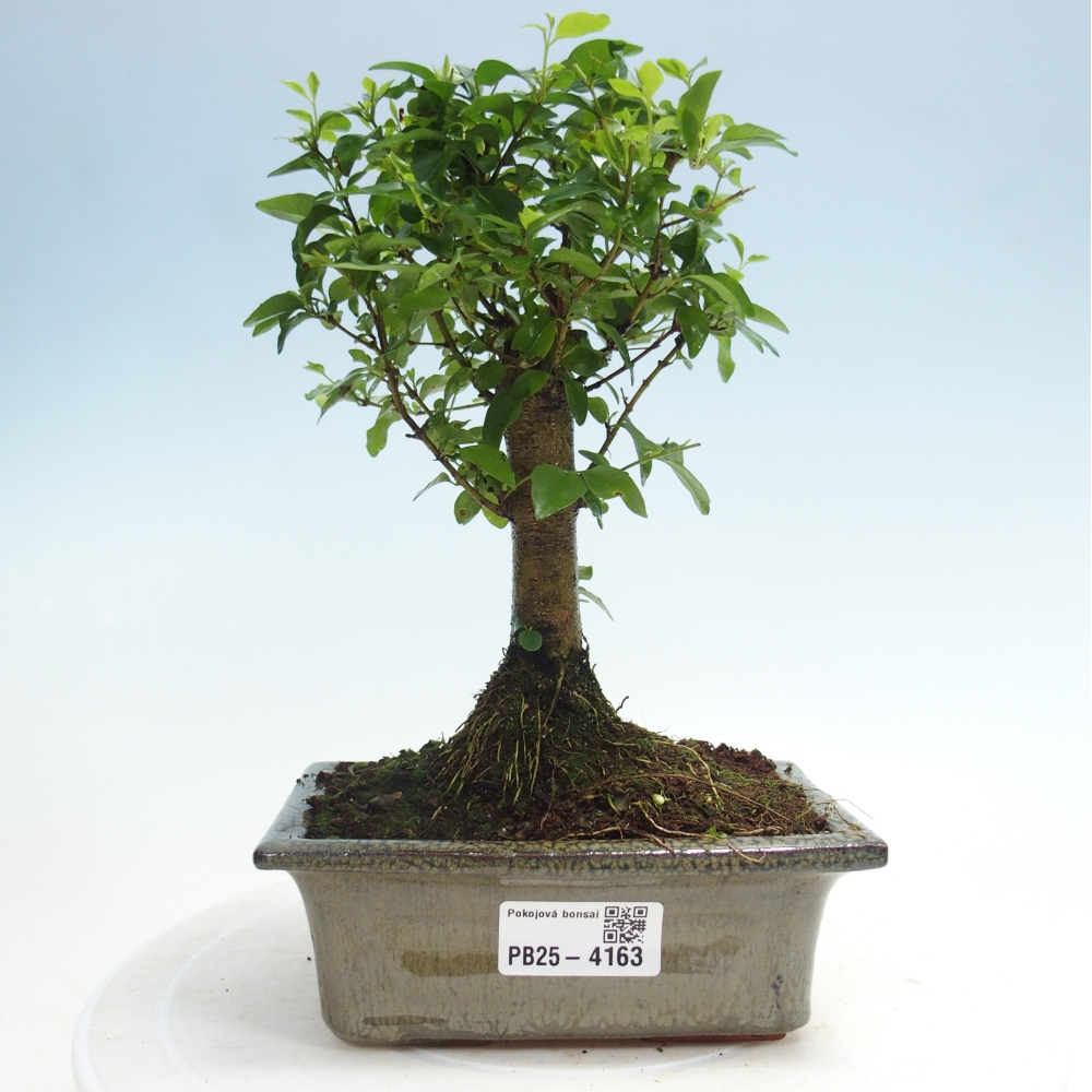 Pokój bonsai - Ligustrum chinensis - Dziób ptaka