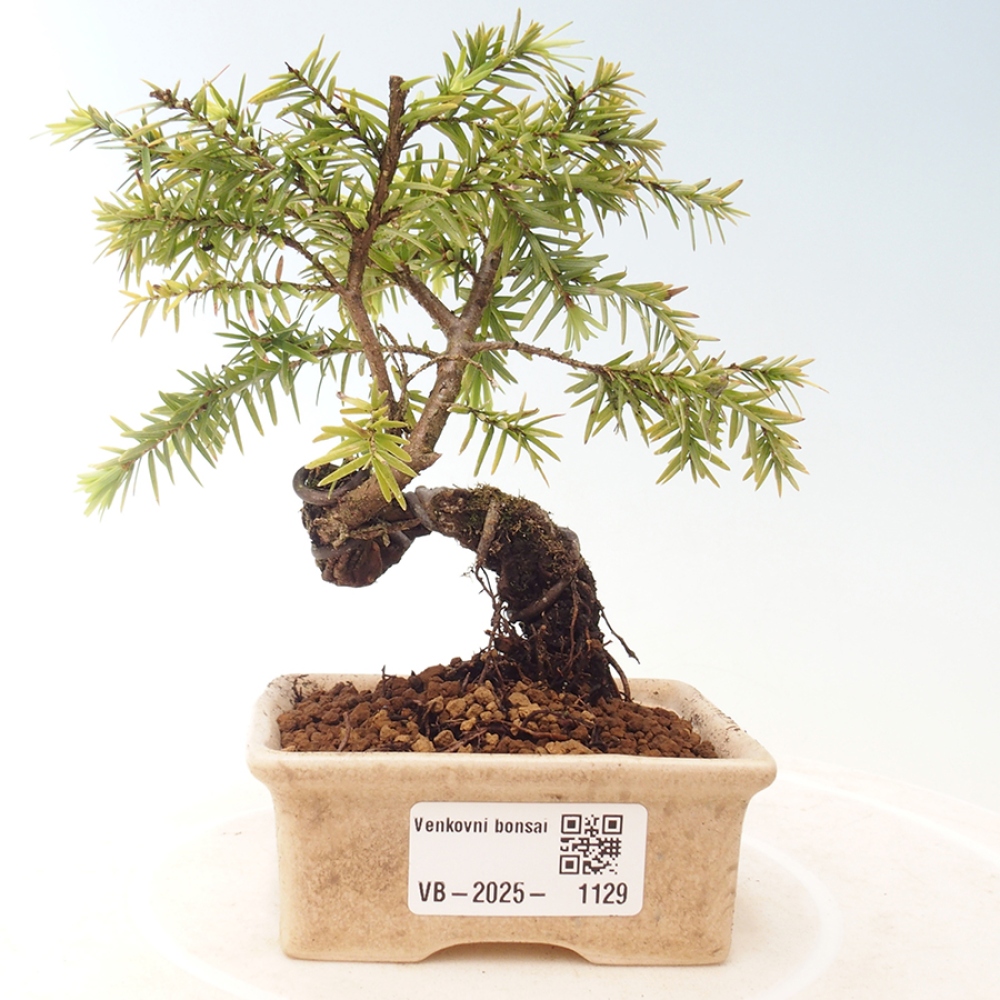 Bonsai zewnętrzne - Tsuga canadensis - Cykuta