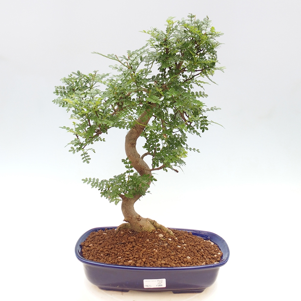 Bonsai do wnętrz - Zantoxylum piperitum - Mięta pieprzowa