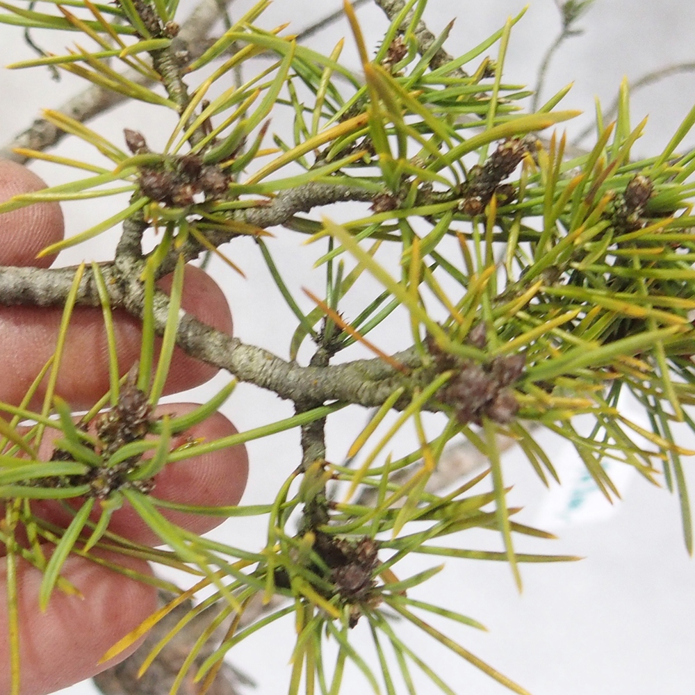 Yamadori - Pinus sylvestris 