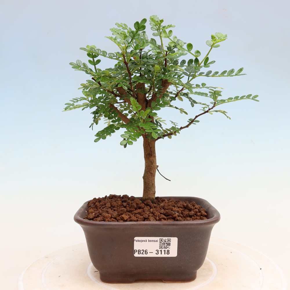 Pokój bonsai - Zantoxylum piperitum - drzewo pieprzowe