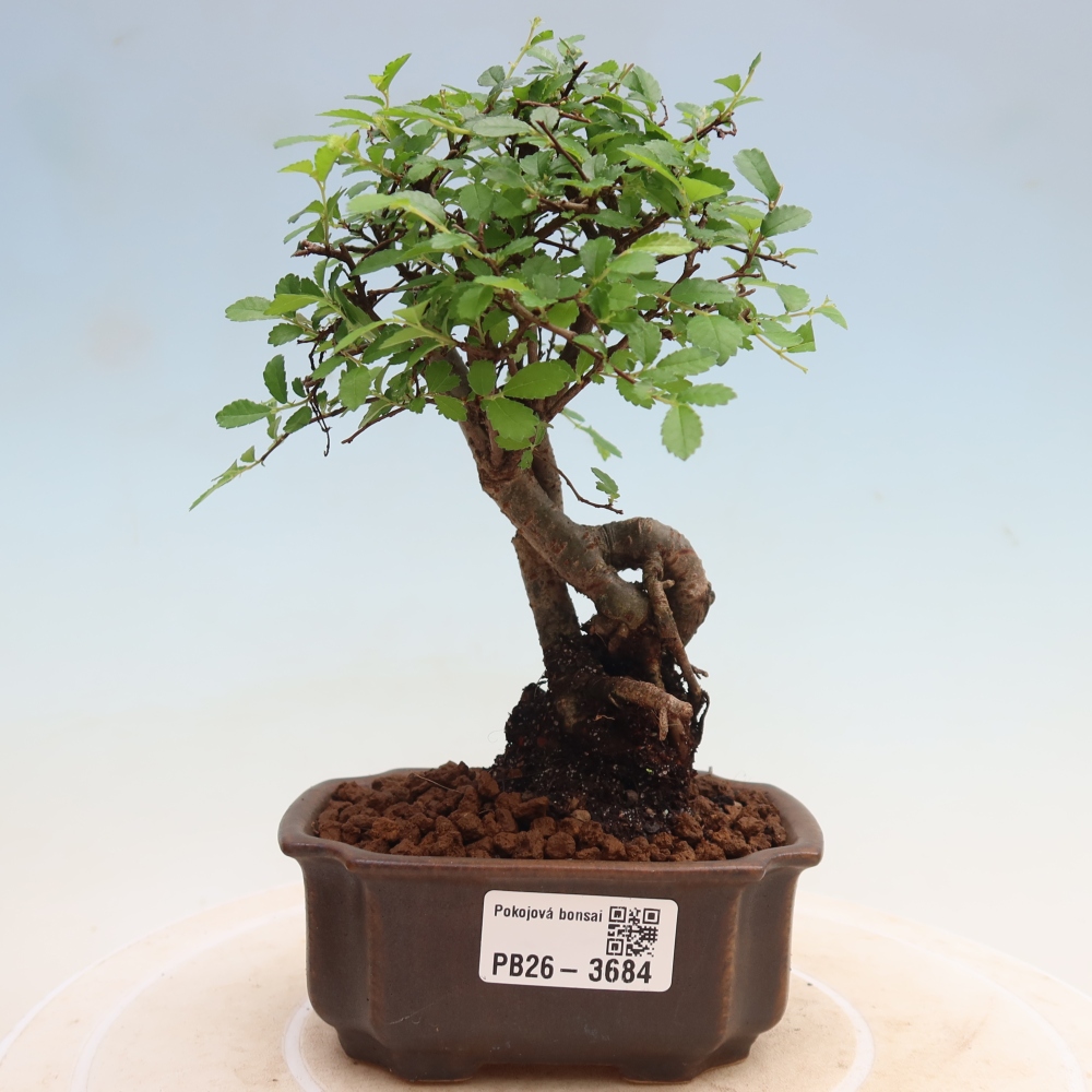 Pokój bonsai - Ulmus parvifolia - Wiąz drobnolistny