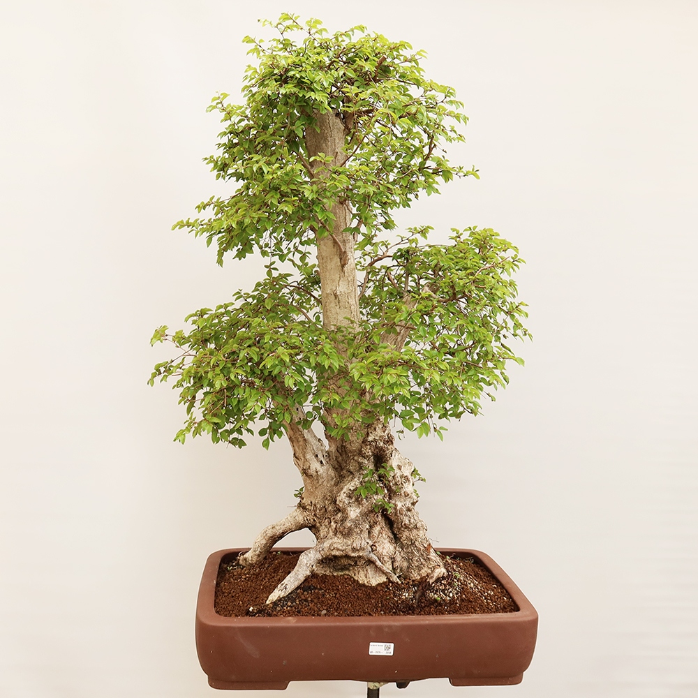 Bonsai plenerowe - Carpinus Coreana - grab koreański