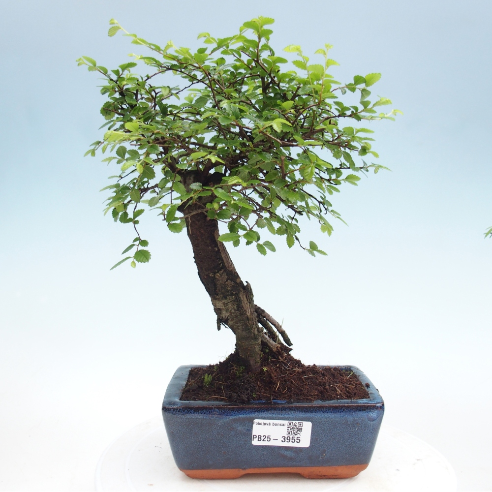 Pokój bonsai - Ulmus parvifolia - Wiąz drobnolistny