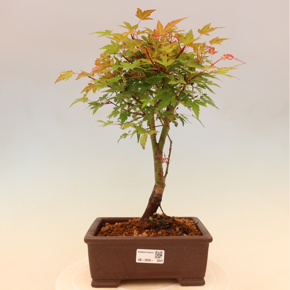 Klon pospolity - Acer palmatum Beni Tsukasa