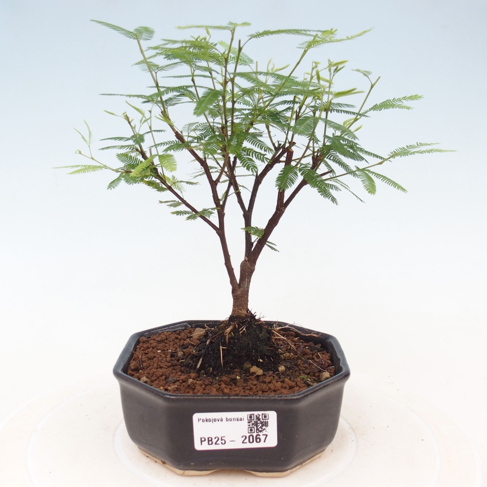 Pokój bonsai-Calliandra surinamensis Dixie Pink - Kaliandra z Surii