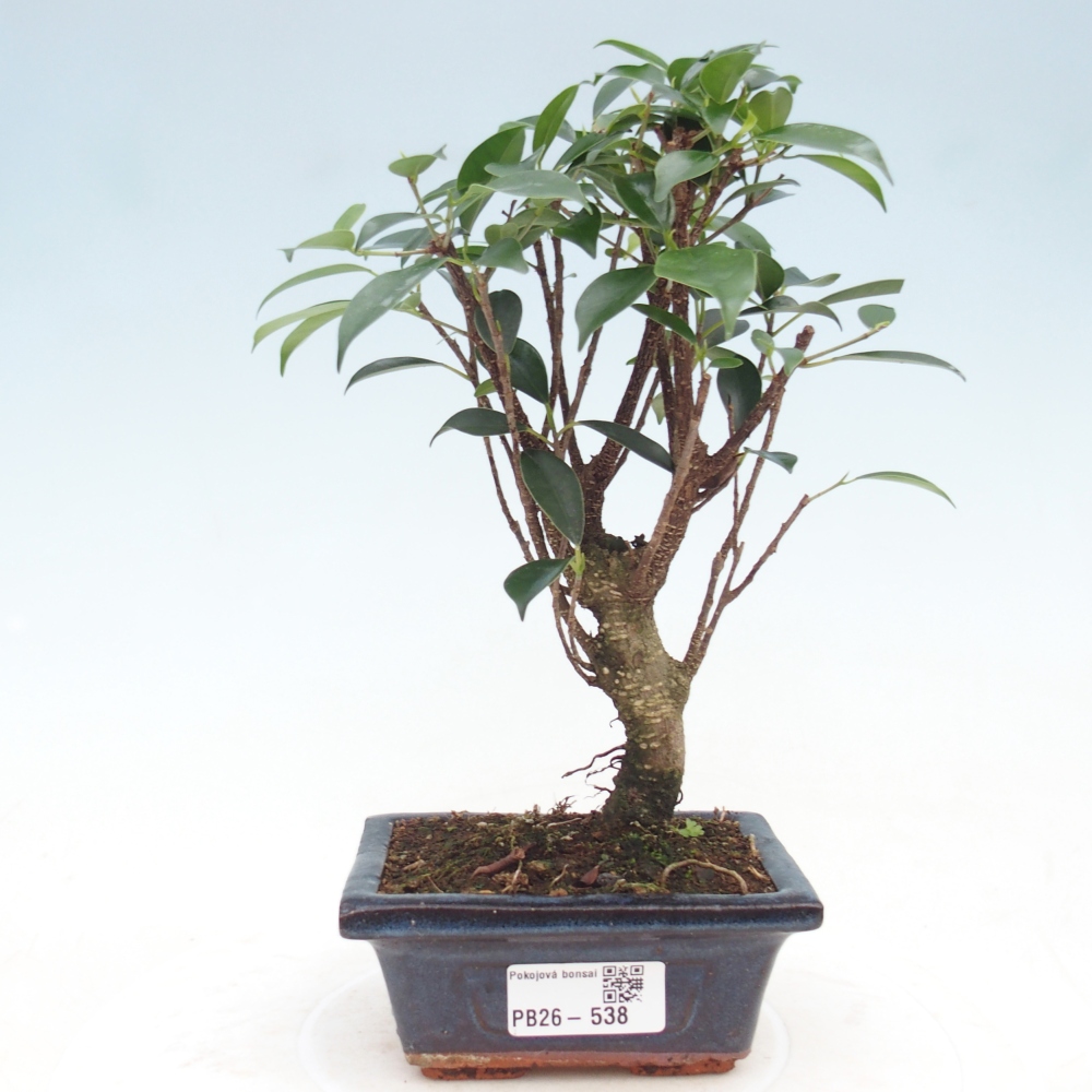 Pokój bonsai Ficus retusa kimmen