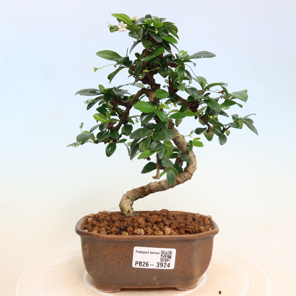 Bonsai pokojowe - Carmona macrophylla - Tea fuki