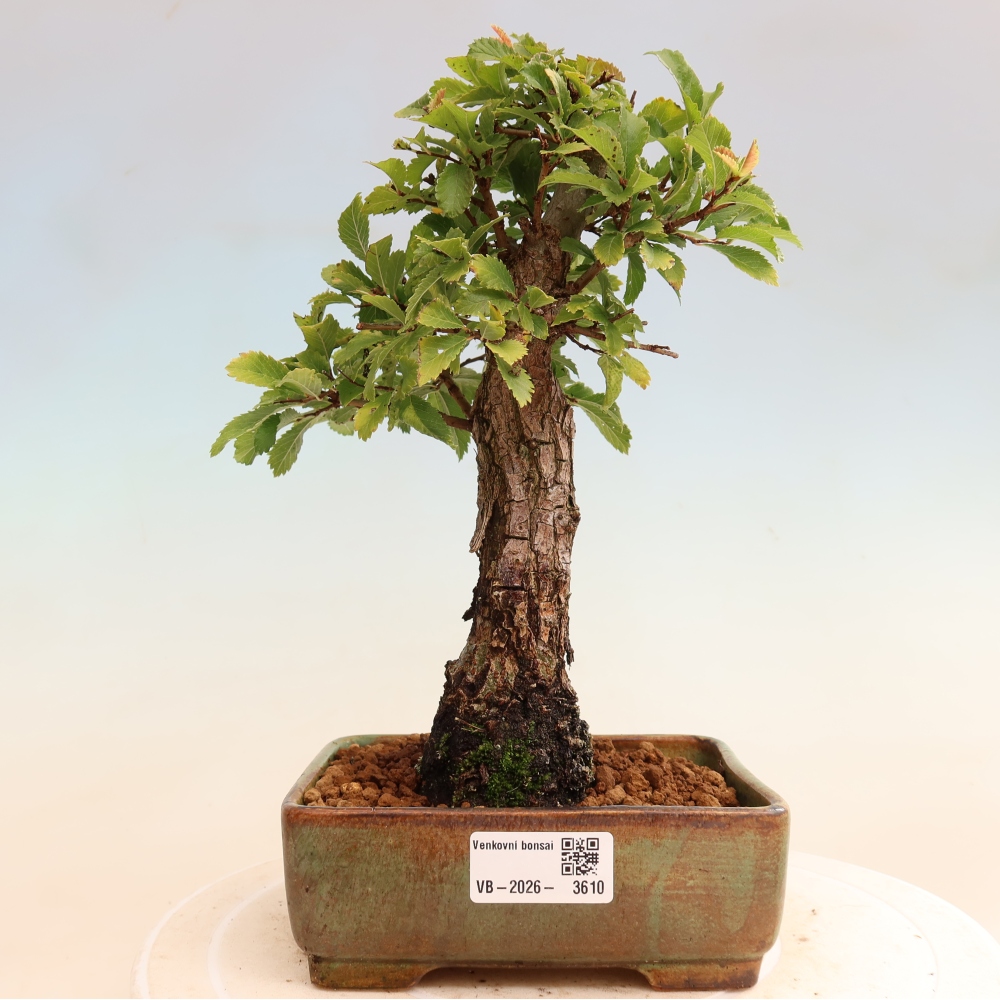 Bonsai zewnętrzne - Zelkova - Zelkova NIRE