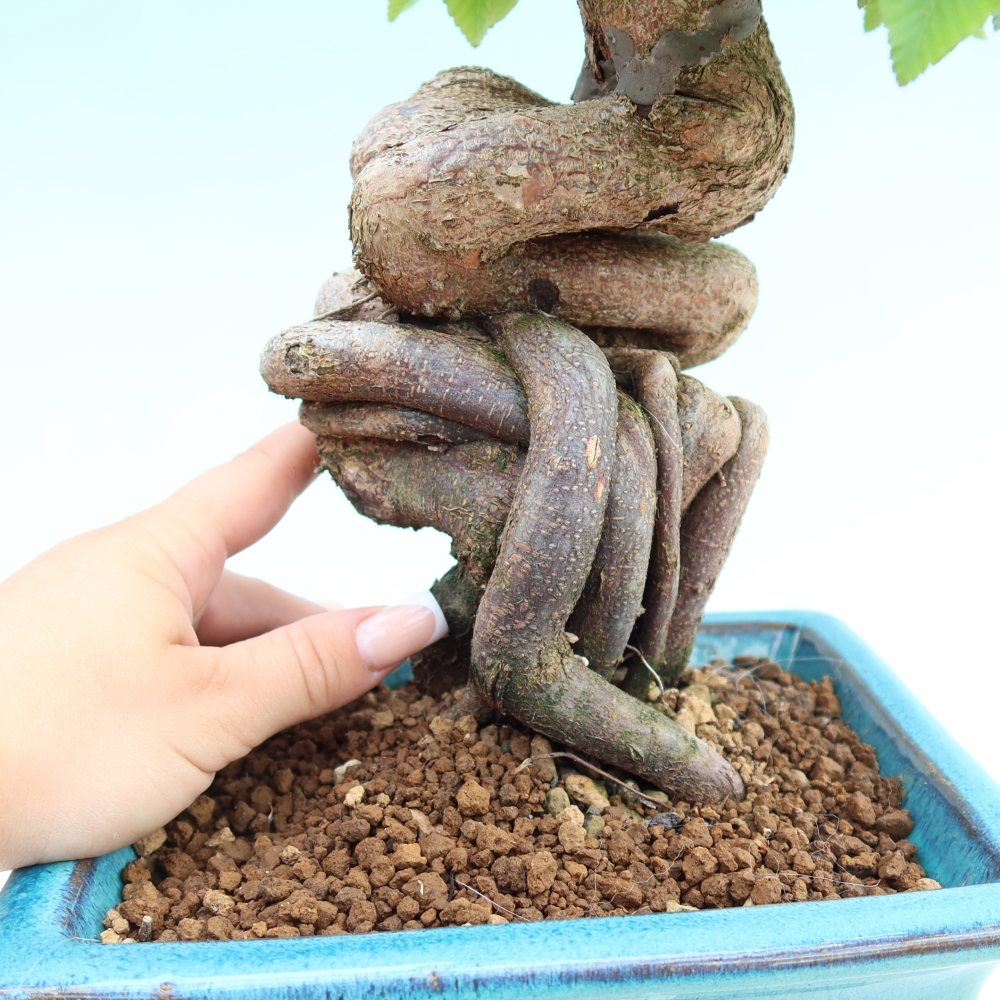 Outdoor bonsai - Carpinus coreana - grab koreański