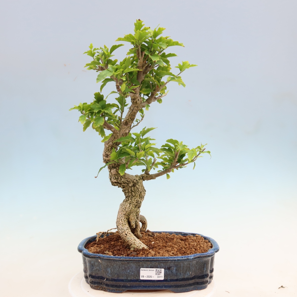 Bonsai ogrodowe – Hibiscus syriacus – hibiskus syryjski