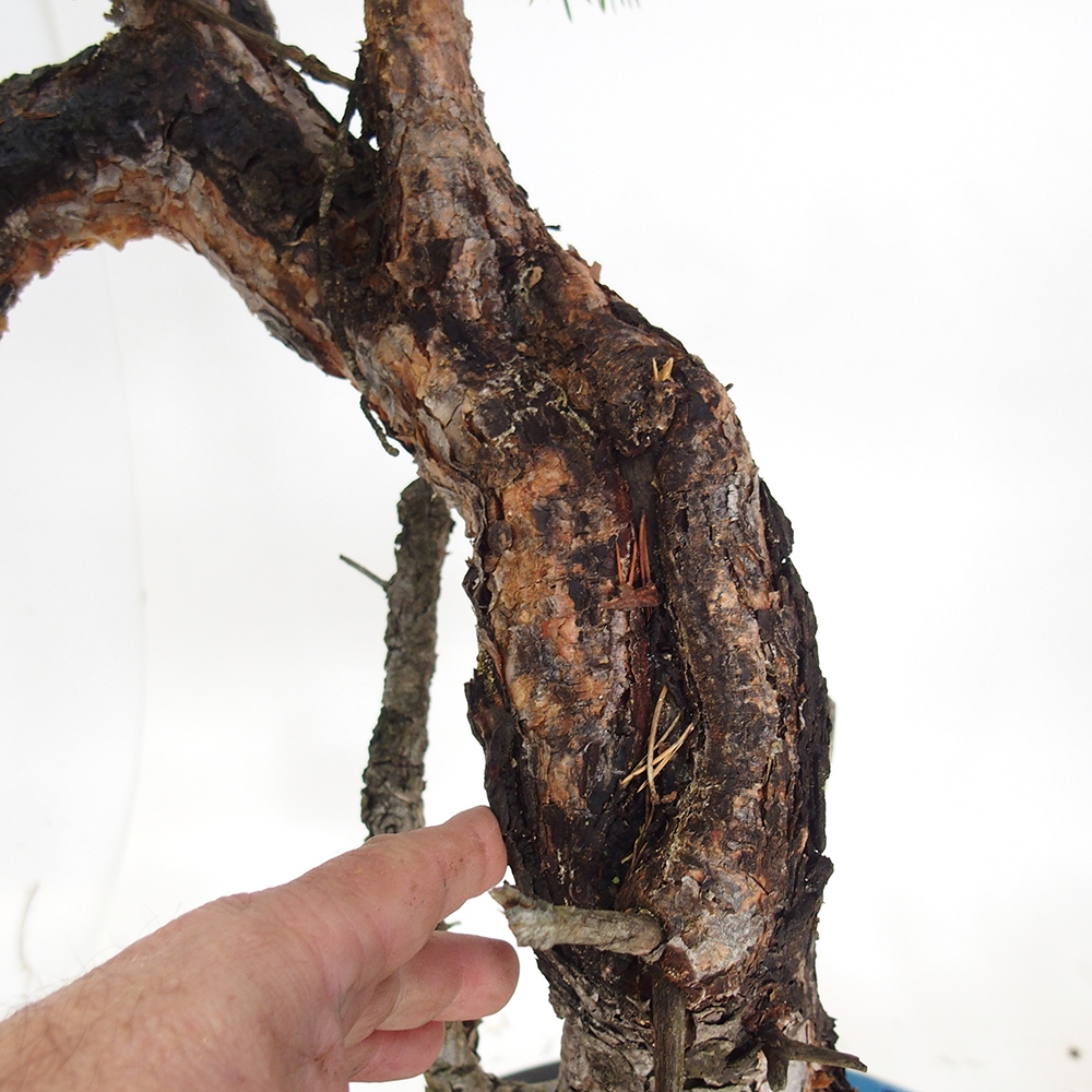 Yamadori - Pinus sylvestris Hiszpania