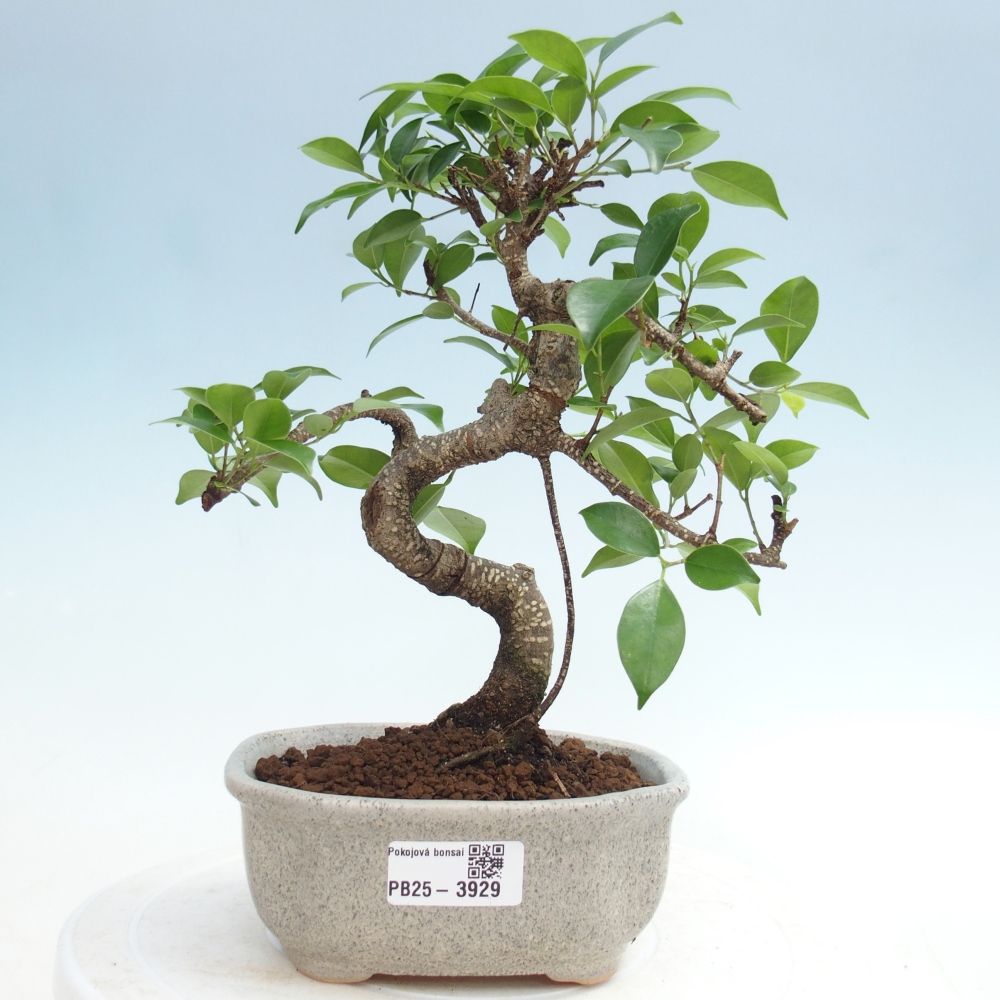 Pokój bonsai - Ficus retusa - figowiec drobnolistny