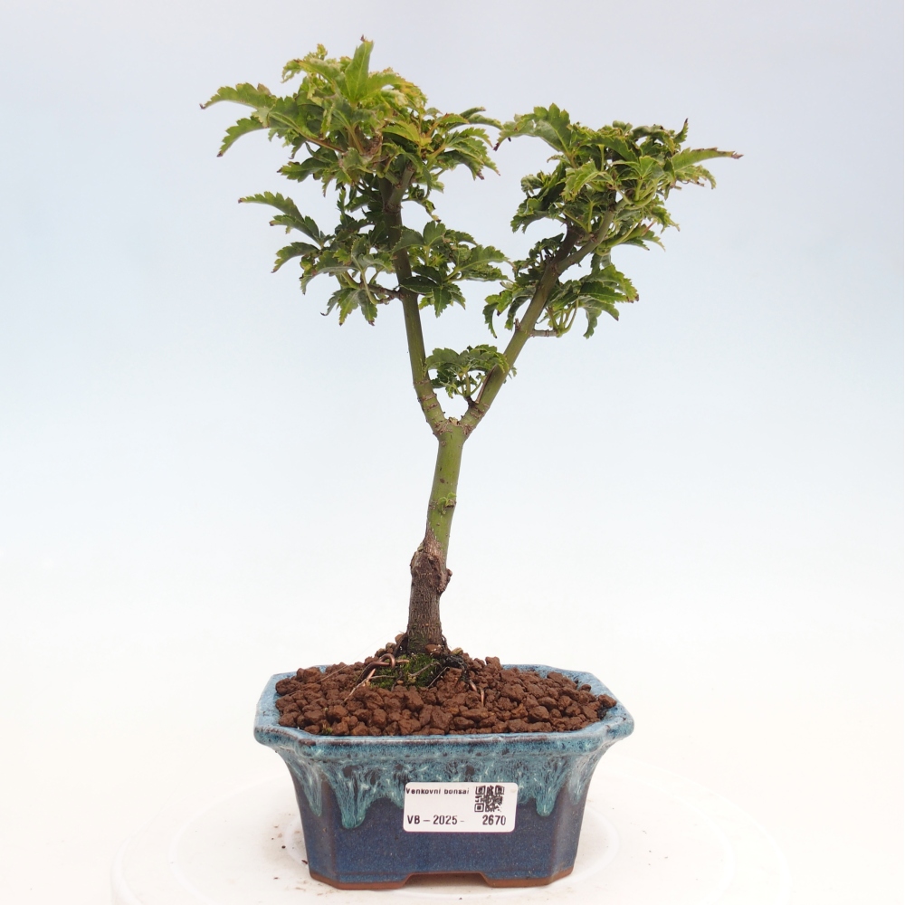 Bonsai zewnętrzne - klon Acer palmatum Shishigashira