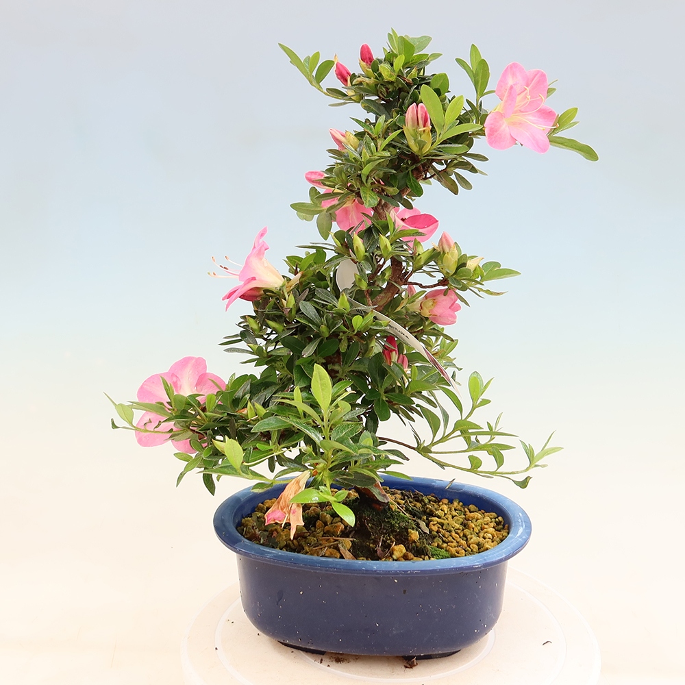 Bonsai zewnętrzne - Azalia japońska - Azalia Santoka