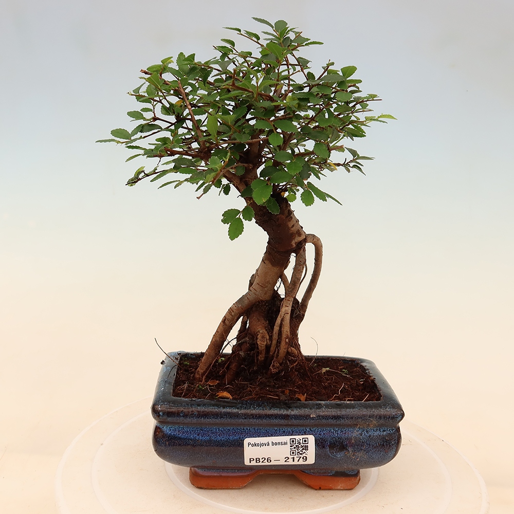 Pokój bonsai - Ulmus parvifolia - Wiąz drobnolistny
