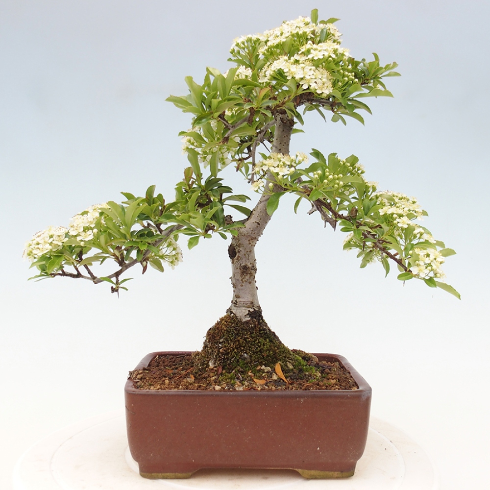 Outdoor Bonsai-Pyracanta Teton-Piekarnia