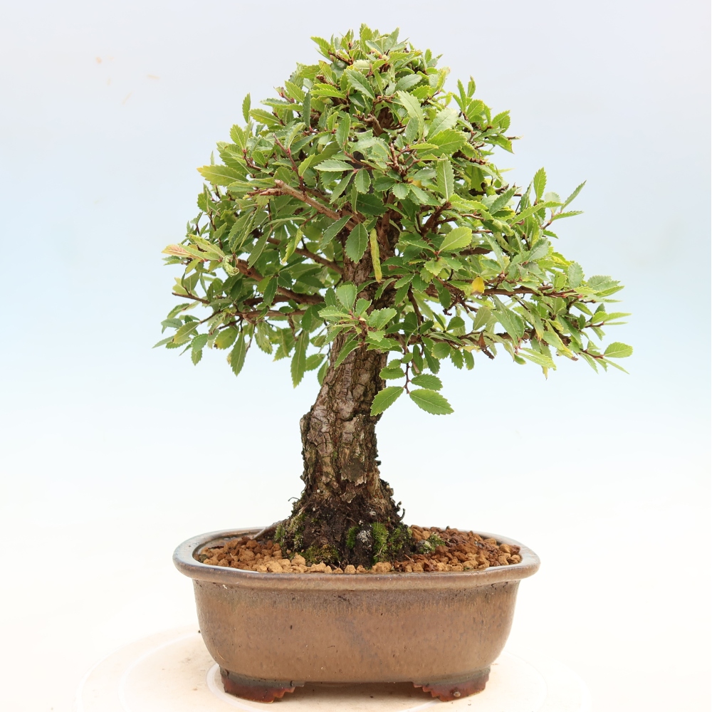 Bonsai zewnętrzne - Zelkova - Zelkova NIRE