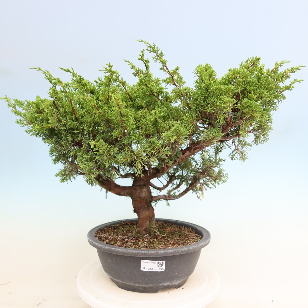 Bonsai ogrodowe – Juniperus chinensis Itoigawa – jałowiec chiński