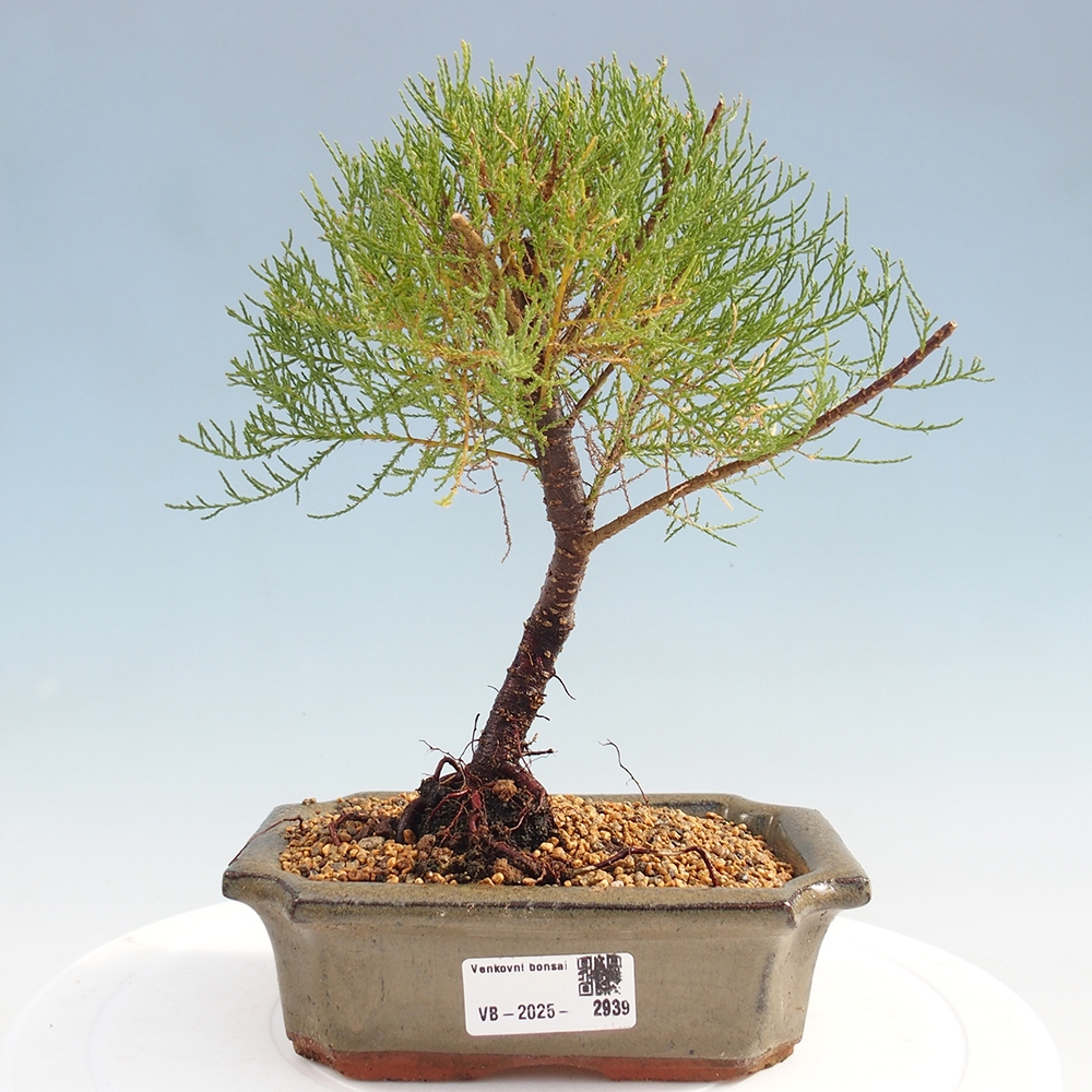 Bonsai na zewnątrz - Tamarix - Tamarix