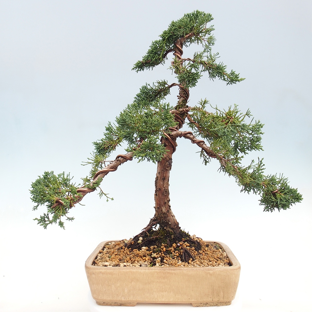 Outdoor bonsai - Juniperus chinensis Kishu - chiński jałowiec