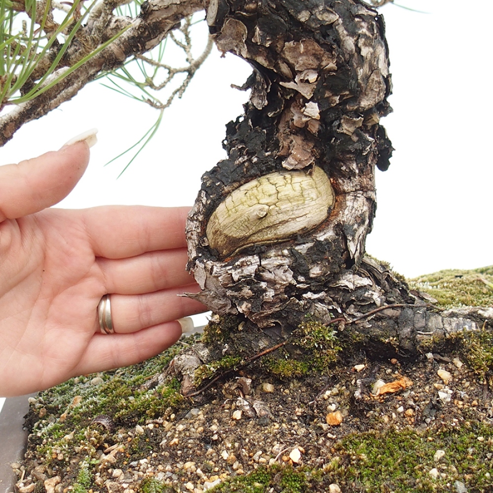 Outdoor bonsai - Pinus thunbergii - sosna Thunberga