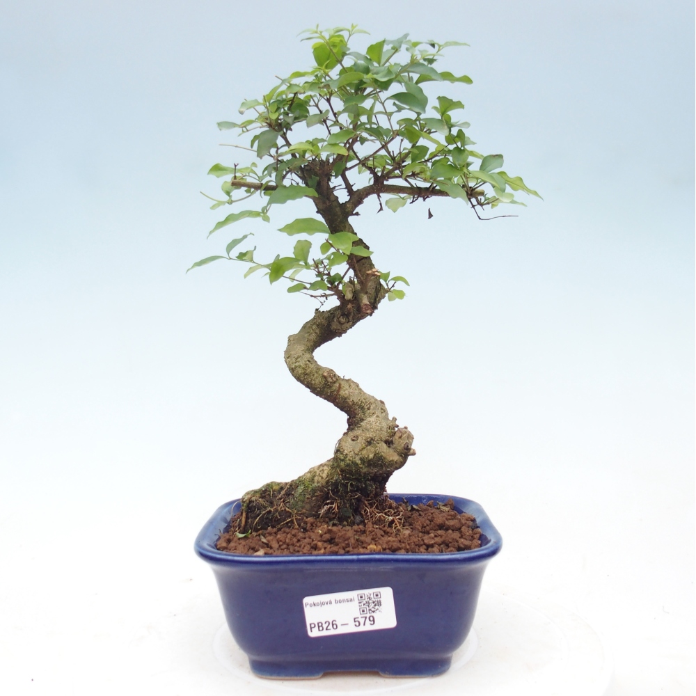 Pokój bonsai - Ligustrum chinensis - Dziób ptaka