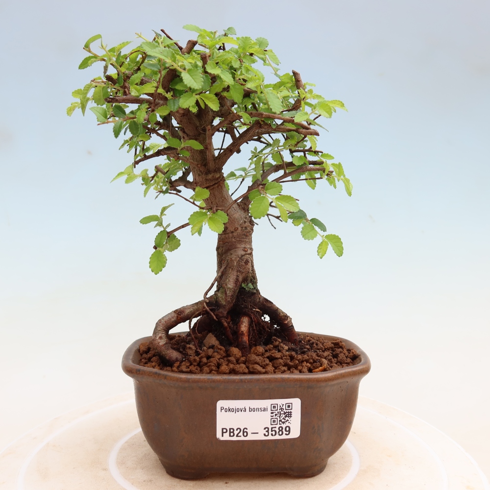 Pokój bonsai - Ulmus parvifolia - Wiąz drobnolistny