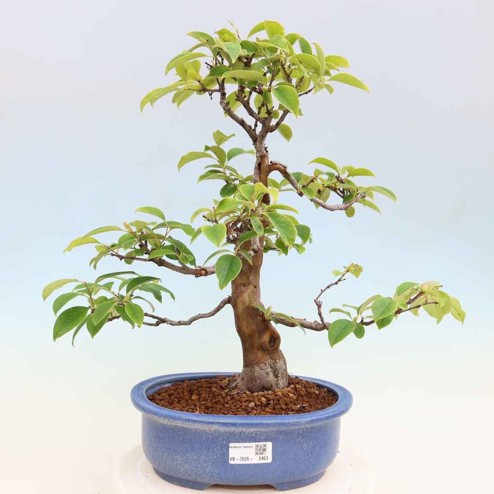 Outdoor bonsai - Pseudocydonia sinensis - pigwa chińska