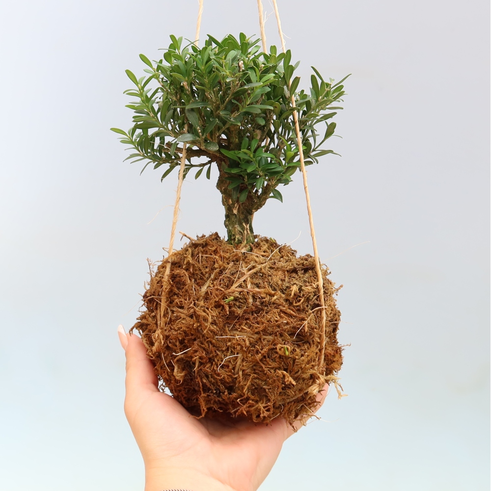 Kokedama w ceramicznej doniczce – Buxus harlandii – bukszpan korkowy